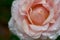 Close-up of a pink rose with waterdrops on the petals