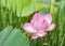 Close up pink Sacred lotus flower Nelumbo nucifera blooming on sunny day