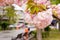 Close-up of pink sakura inflorescence on a city street. Cherry branch with flowers and small leaves. Nature and botany, plants