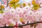 Close-up of pink sakura lush blooming on a sunny spring day. Cherry branch with flowers and small leaves. Nature and botany, trees