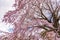 Close up pink sakura Yamazakura blossom near Osaka castle