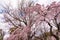 Close up pink sakura Yamazakura blossom near Osaka castle