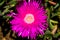 Close-up of pink sally my handsome flower in south africa in sunny day from above