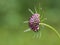 Close up pink scabiosa flower