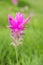 Close up pink siam tulip flower Curcuma alismatifolia Gagnep or dok krachiao blooming on tree