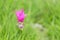 Close up pink siam tulip flower Curcuma alismatifolia Gagnep or dok krachiao in tropical rainforest
