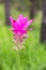 Close up pink siam tulip flower Curcuma alismatifolia Gagnep or dok krachiao in tropical rainforest