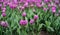 Close up of pink Siam Tulip with green leaf