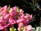 A Close up pink Snapdragons Plant flowers in a spring season at a botanical garden.