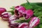Close Up Pink Spring Tulip Flower Boquet Isoalted on Dark Background with Copy Paste. Fresh Beautiful Flowers
