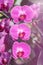 Close up pink striped orchid phalaenopsis bouquet in greenhouse