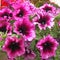 Close-up of pink surfinia in brilliant bloom