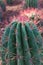 Close up of the pink and tan spines on a Fishhook Barrel Cactus