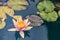 Close-up of a pink Tetrahedral water lily (Nymphaea tetragona)