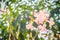 Close up pink trumpet (Tabebuia rosea) flowers on tree with bran