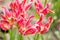 Close-up of pink tulip on field