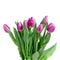 Close-up pink tulips