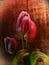 Close up of pink tulips with brown hessian background