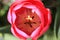 Close up of a pink tulips with brown stamens