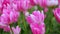 Close-up of pink tulips gently blowing in wind from low angle. Pink tulip flower field