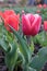 Close-up of Pink tulips, variety of Dutch Holland flower bulbs in the garden. Natural lighting