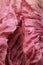 Close up on pink variegated radicchio