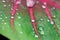 Close up of pink veins on a green leaf with glistening raindrops