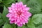 Close up of pink vibrant dahlia flowers in the garden