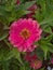 Close-up of pink vivid flower against green foliage background