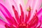 Close-up of a pink water lily and a bee, Water lotus with bees, Close-up of pink flower.