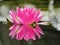 Close up pink water lily mirror in my pond