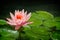 Close up of a pink waterlily