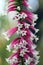 Close up of the pink and white bell-shaped flowers of the Australian Fuchsia Heath, Epacris longiflora