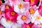 Close up of pink and white camellia flowers