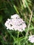 close up of pink white cow parsley seen from above in summer light