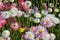 Close up of pink and white everlasting daisies showing yellow eye and delicate petals at sunset