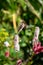 Close-up of pink and white flowers Himalayan Bistort,  Bistorta affinis