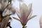 Close Up Pink And White Magnolia Ã— Soulangeana