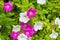 Close up of pink and white petunia flower