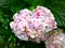 Close-up of a pink and white speckled Hydrangea hydrangea macrophylla