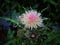 Close up of a pink and white thistle