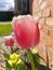 Close up of a pink and white tulip