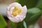 close up of pink white tulip, blurred background