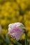 Close-up of a pink and white tulip in full bloom with raindrops