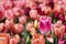 Close up Pink and White Tulip Spring Flower Peach Background