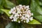 Close up of pink and white VIBURNUM x burkwoodii flowers and buds opening.