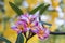 Close up pink ,white and yellow Plumeria flowers  in a garden.Frangipani tropical flower, plumeria flower are bloom.