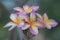 Close up pink ,white and yellow Plumeria flowers  in a garden.Frangipani tropical flower, plumeria flower are bloom.