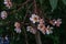 Close up pink ,white and yellow Plumeria flowers  in a garden.Frangipani tropical flower, plumeria flower are bloom.