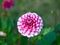 Close up of pink and white Zinnia garden flower